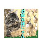ねねこ☆にゃ美さん♡うさぴょん実写〜背景（個別スタンプ：17）