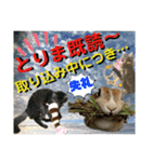 ねねこ☆にゃ美さん♡うさぴょん実写〜背景（個別スタンプ：18）