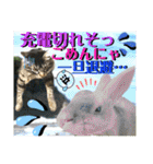 ねねこ☆にゃ美さん♡うさぴょん実写〜背景（個別スタンプ：20）