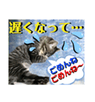 ねねこ☆にゃ美さん♡うさぴょん実写〜背景（個別スタンプ：21）