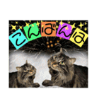 ねねこ☆にゃ美さん♡うさぴょん実写〜背景（個別スタンプ：23）