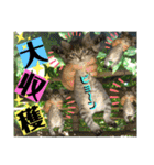 ねねこ☆にゃ美さん♡うさぴょん実写〜背景（個別スタンプ：25）