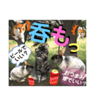 ねねこ☆にゃ美さん♡うさぴょん実写〜背景（個別スタンプ：26）