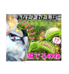 ねねこ☆にゃ美さん♡うさぴょん実写〜背景（個別スタンプ：28）