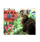 ねねこ☆にゃ美さん♡うさぴょん実写〜背景（個別スタンプ：29）