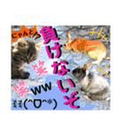 ねねこ☆にゃ美さん♡うさぴょん実写〜背景（個別スタンプ：30）