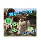ねねこ☆にゃ美さん♡うさぴょん実写〜背景（個別スタンプ：31）