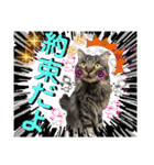 ねねこ☆にゃ美さん♡うさぴょん実写〜背景（個別スタンプ：32）