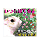 ねねこ☆にゃ美さん♡うさぴょん実写〜背景（個別スタンプ：33）