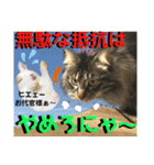 ねねこ☆にゃ美さん♡うさぴょん実写〜背景（個別スタンプ：34）