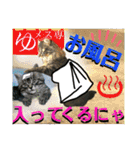 ねねこ☆にゃ美さん♡うさぴょん実写〜背景（個別スタンプ：37）