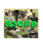 ねねこ☆にゃ美さん♡うさぴょん実写〜背景（個別スタンプ：38）