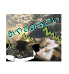 ねねこ☆にゃ美さん♡うさぴょん実写〜背景（個別スタンプ：39）