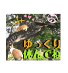 ねねこ☆にゃ美さん♡うさぴょん実写〜背景（個別スタンプ：40）