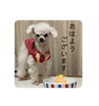 とむはうすの家族犬猫3（個別スタンプ：1）