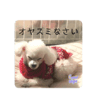 とむはうすの家族犬猫3（個別スタンプ：2）