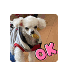 とむはうすの家族犬猫3（個別スタンプ：3）