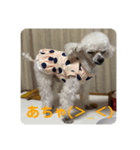 とむはうすの家族犬猫3（個別スタンプ：4）