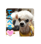 とむはうすの家族犬猫3（個別スタンプ：6）