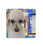 とむはうすの家族犬猫3（個別スタンプ：7）