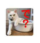 とむはうすの家族犬猫3（個別スタンプ：8）