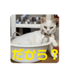 とむはうすの家族犬猫3（個別スタンプ：9）
