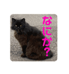 とむはうすの家族犬猫3（個別スタンプ：10）