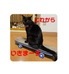 とむはうすの家族犬猫3（個別スタンプ：11）