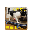 とむはうすの家族犬猫3（個別スタンプ：12）