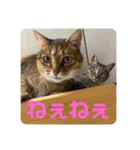 とむはうすの家族犬猫3（個別スタンプ：13）