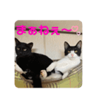 とむはうすの家族犬猫3（個別スタンプ：14）