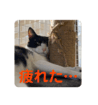 とむはうすの家族犬猫3（個別スタンプ：15）