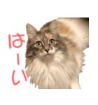 ミケねこ福ちゃん【よく使う言葉】（個別スタンプ：2）