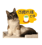 ミケねこ福ちゃん【よく使う言葉】（個別スタンプ：3）