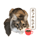 ミケねこ福ちゃん【よく使う言葉】（個別スタンプ：4）