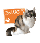 ミケねこ福ちゃん【よく使う言葉】（個別スタンプ：8）