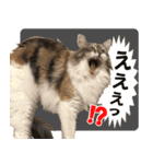 ミケねこ福ちゃん【よく使う言葉】（個別スタンプ：15）