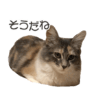 ミケねこ福ちゃん【よく使う言葉】（個別スタンプ：21）