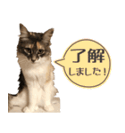 ミケねこ福ちゃん【よく使う言葉】（個別スタンプ：24）