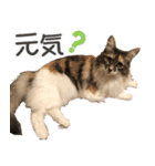 ミケねこ福ちゃん【よく使う言葉】（個別スタンプ：29）