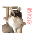 ミケねこ福ちゃん【よく使う言葉】（個別スタンプ：32）