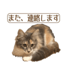 ミケねこ福ちゃん【よく使う言葉】（個別スタンプ：33）