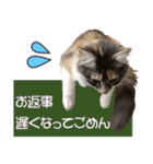 ミケねこ福ちゃん【よく使う言葉】（個別スタンプ：34）