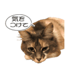 ミケねこ福ちゃん【よく使う言葉】（個別スタンプ：35）