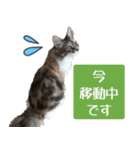 ミケねこ福ちゃん【よく使う言葉】（個別スタンプ：36）