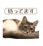 ミケねこ福ちゃん【よく使う言葉】（個別スタンプ：38）