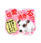 愛犬♡ハナコのスタンプ12（個別スタンプ：5）