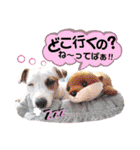 愛犬♡ハナコのスタンプ12（個別スタンプ：7）