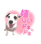 愛犬♡ハナコのスタンプ12（個別スタンプ：8）