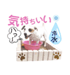 愛犬♡ハナコのスタンプ12（個別スタンプ：10）